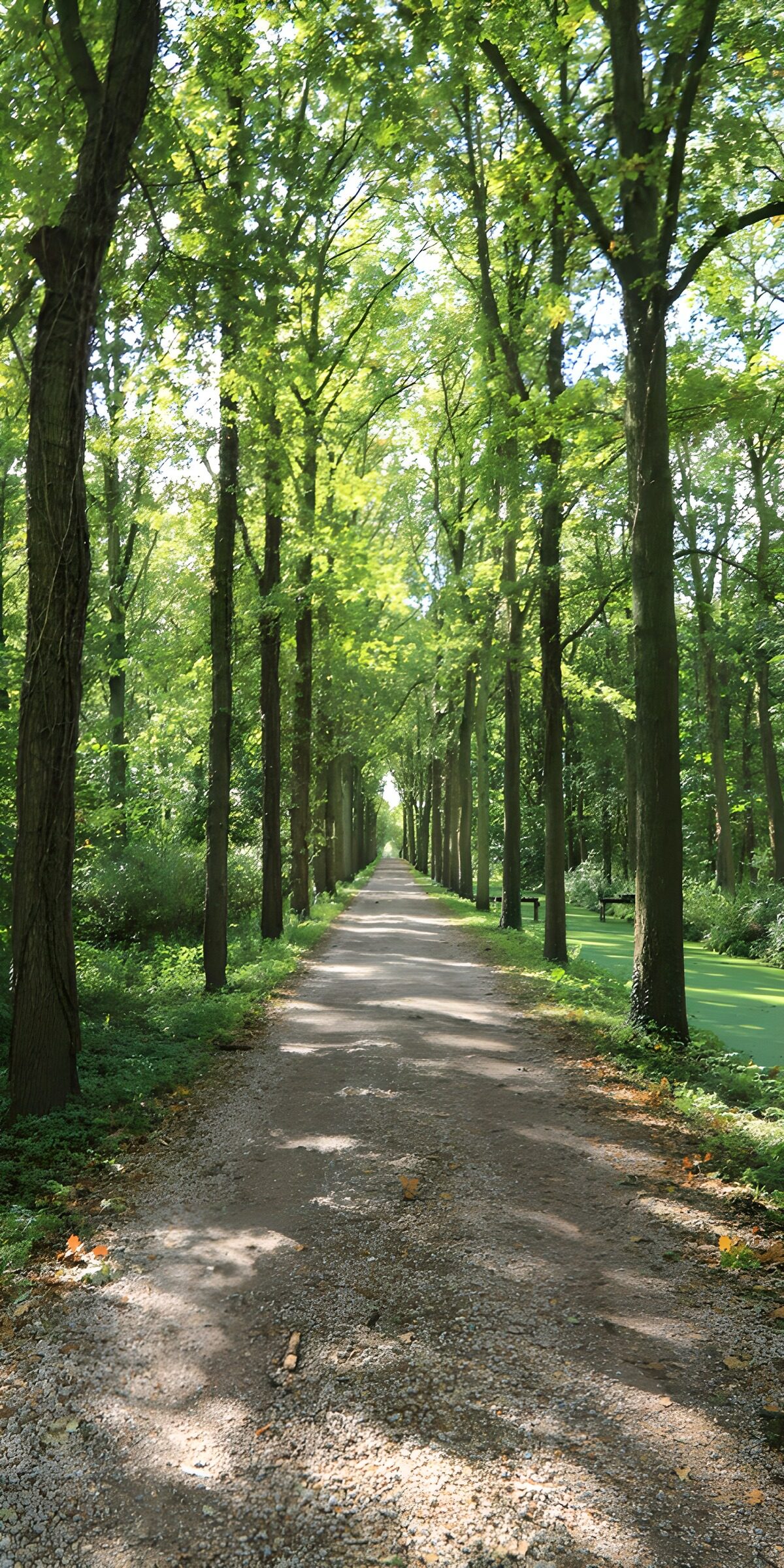 OCCOM8875461: Serene Pathway Through a Lush Forest