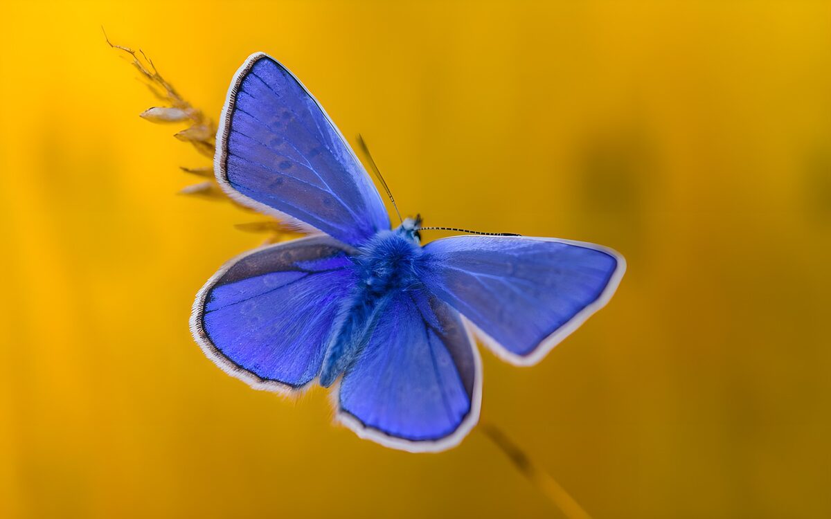 Vibrant Blue Butterfly on Yellow Background