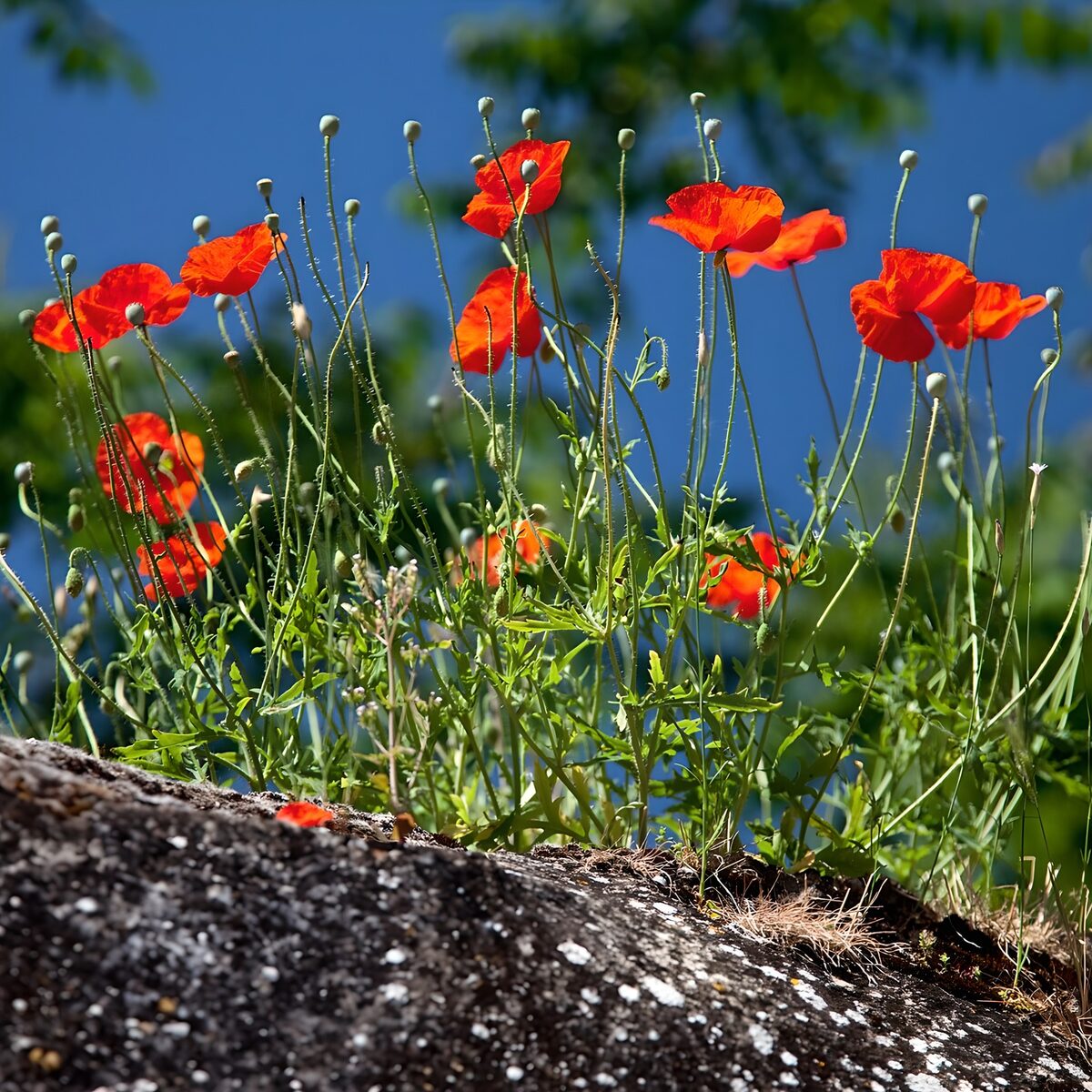 Bright Poppies Against a Blue Sky