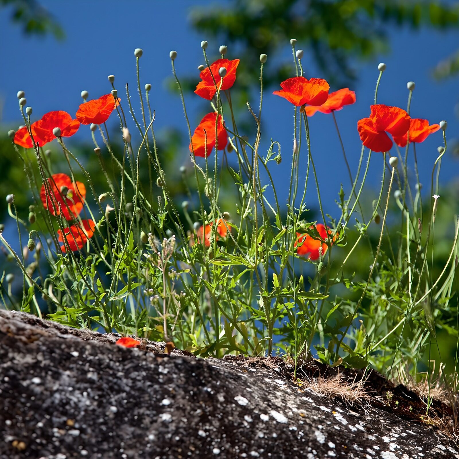OCCOM1768998: Bright Poppies Against a Blue Sky
