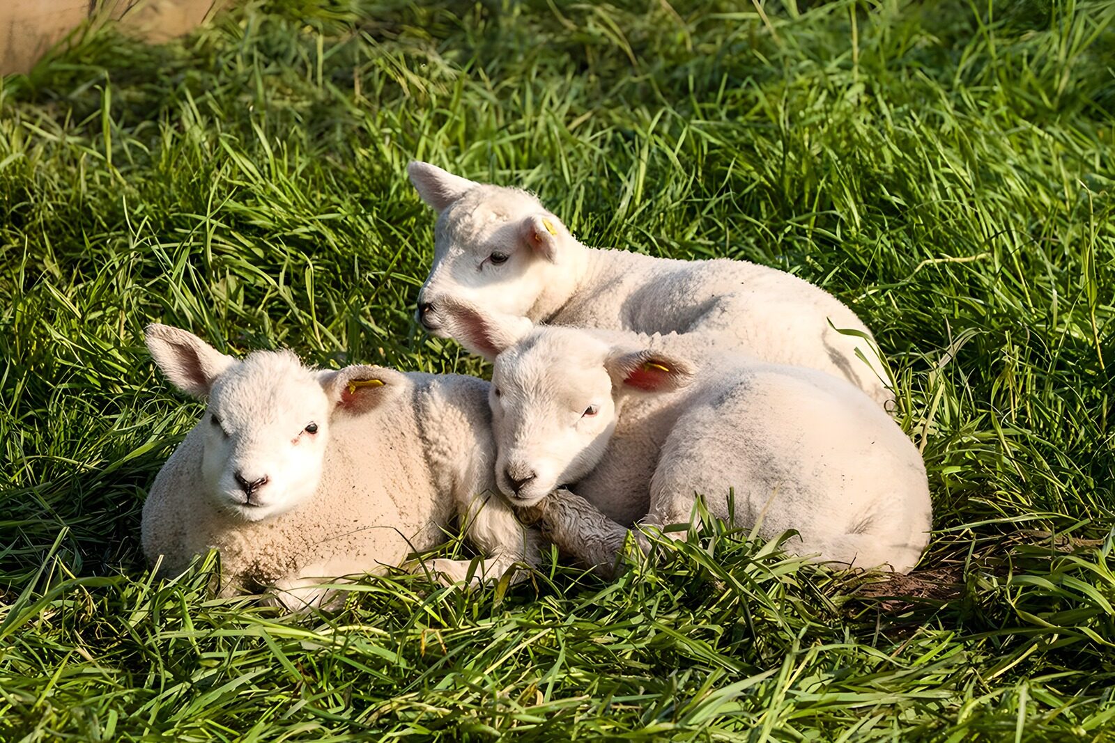 OCCOM6748373: Trio of Adorable Lambs in Green Grass