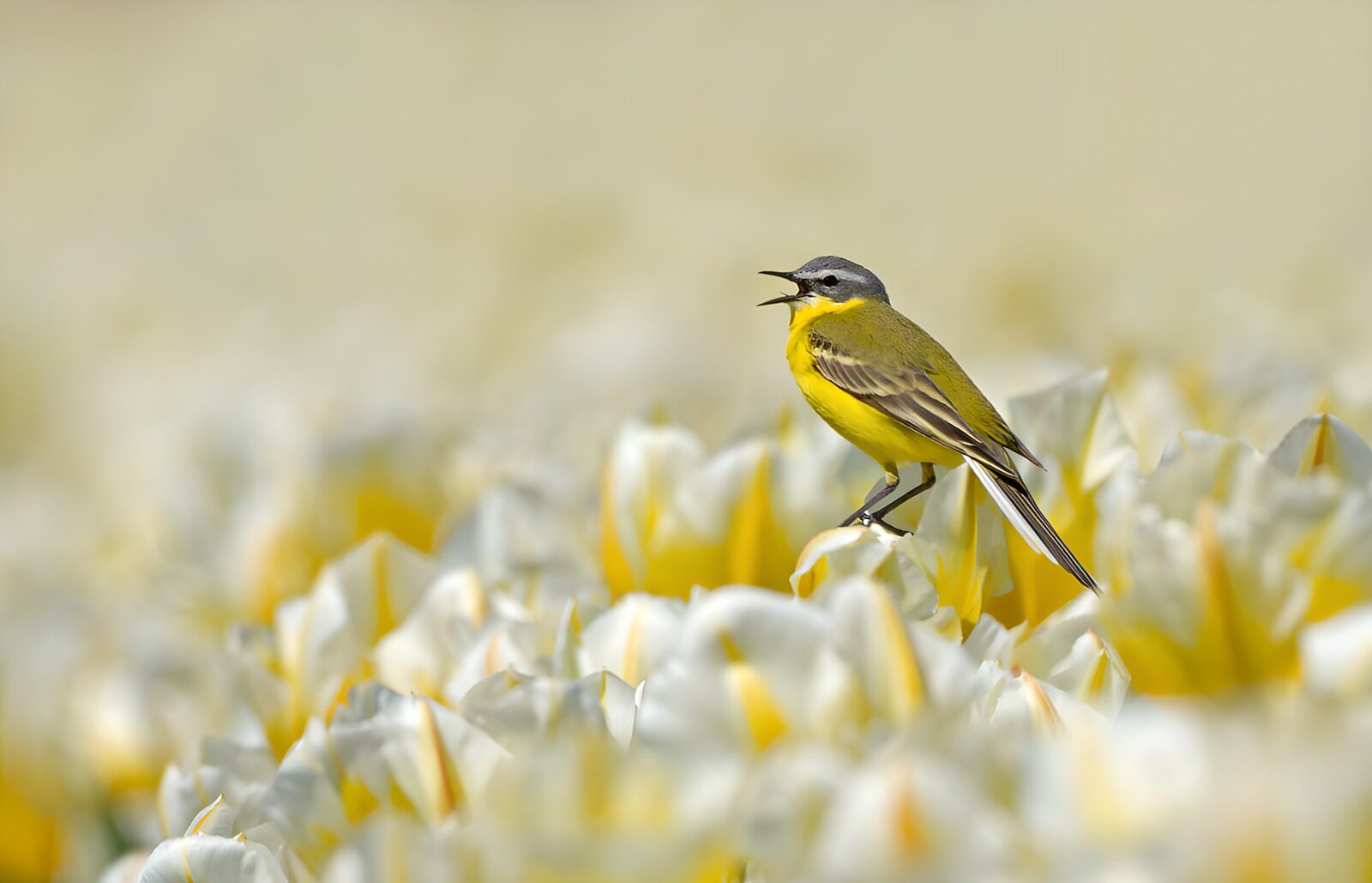 OCCOM1182548: Yellow Bird Singing Amidst Tulips