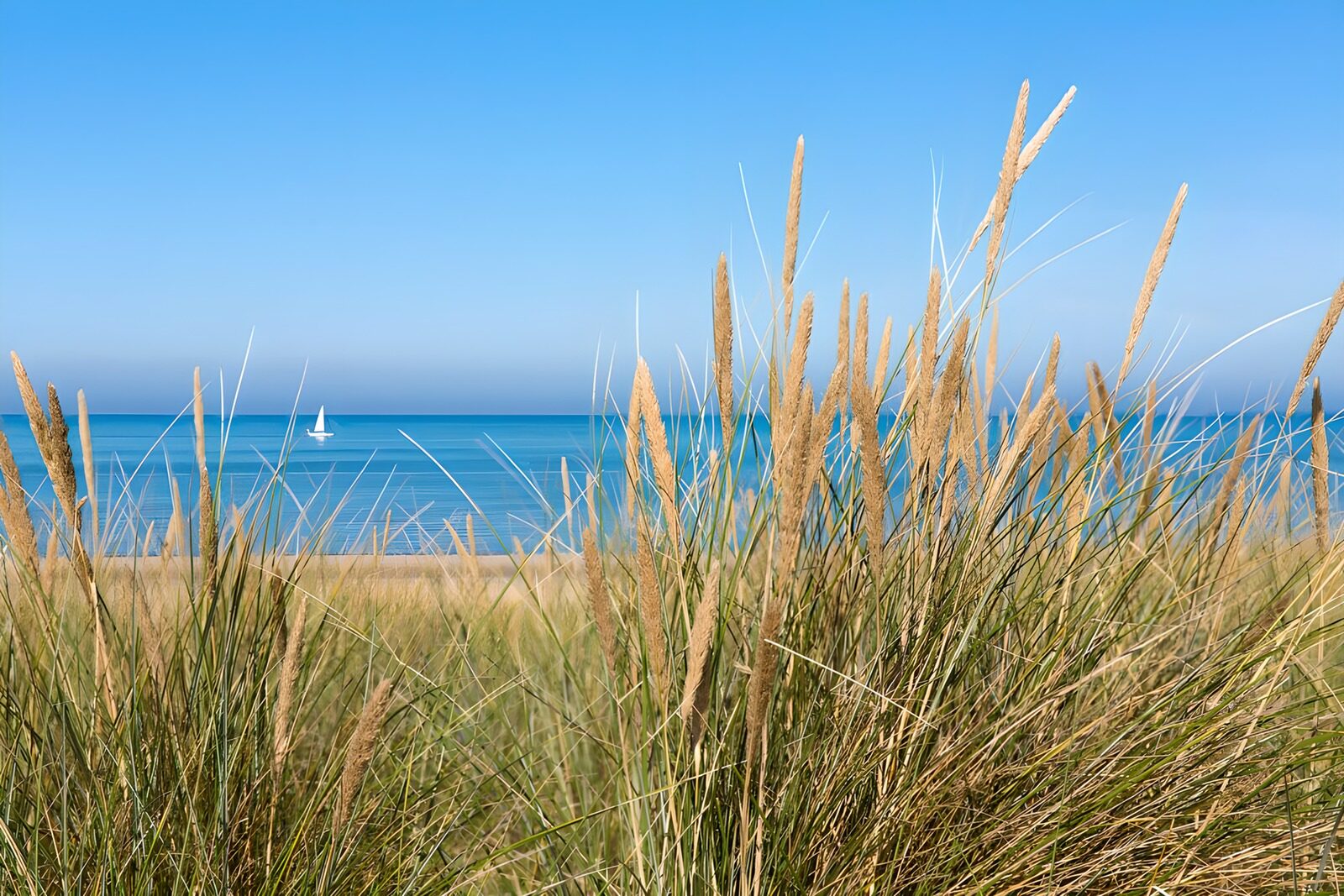 OCCOM4601678: Serene Shoreline with Gentle Breeze