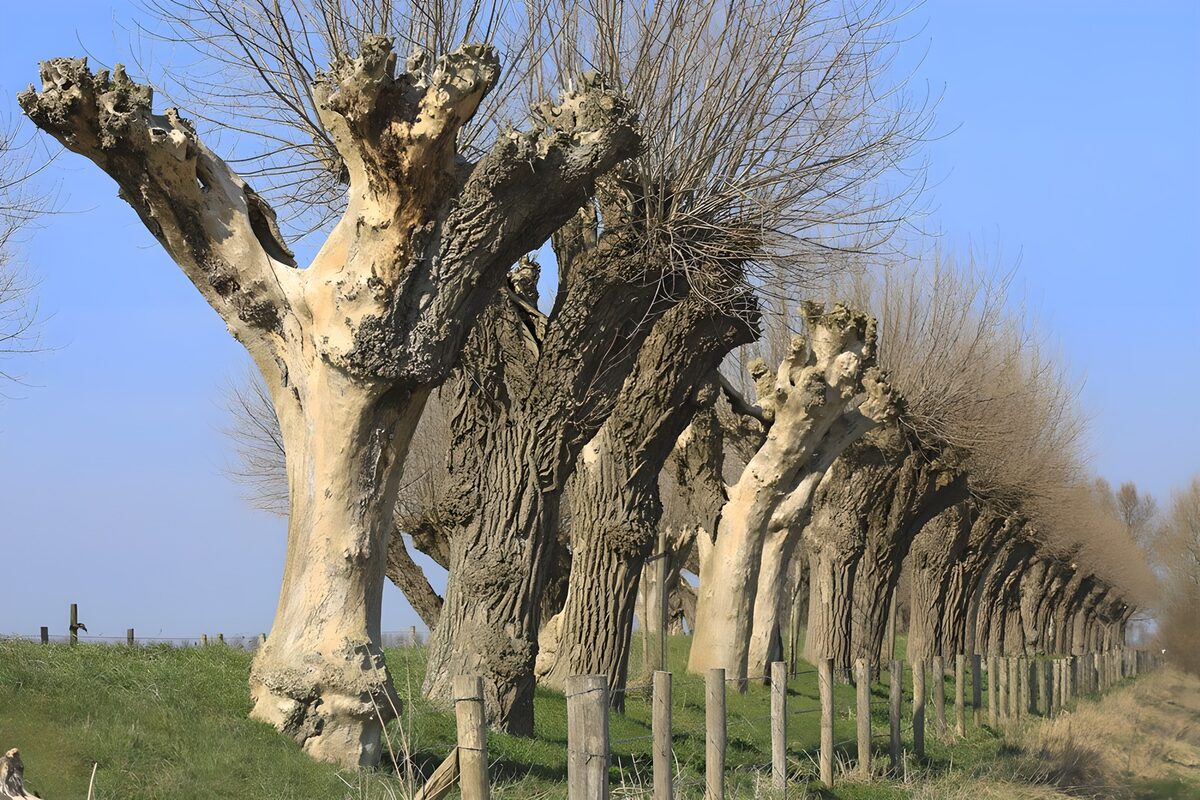 Unique Pollarded Trees in Landscape