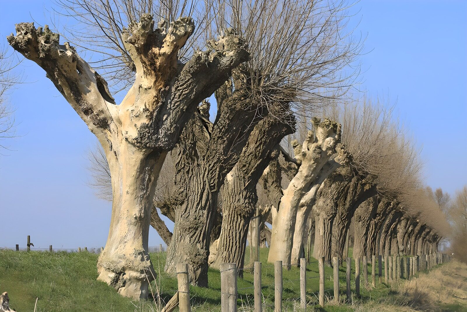 OCCOM1519681: Unique Pollarded Trees in Landscape