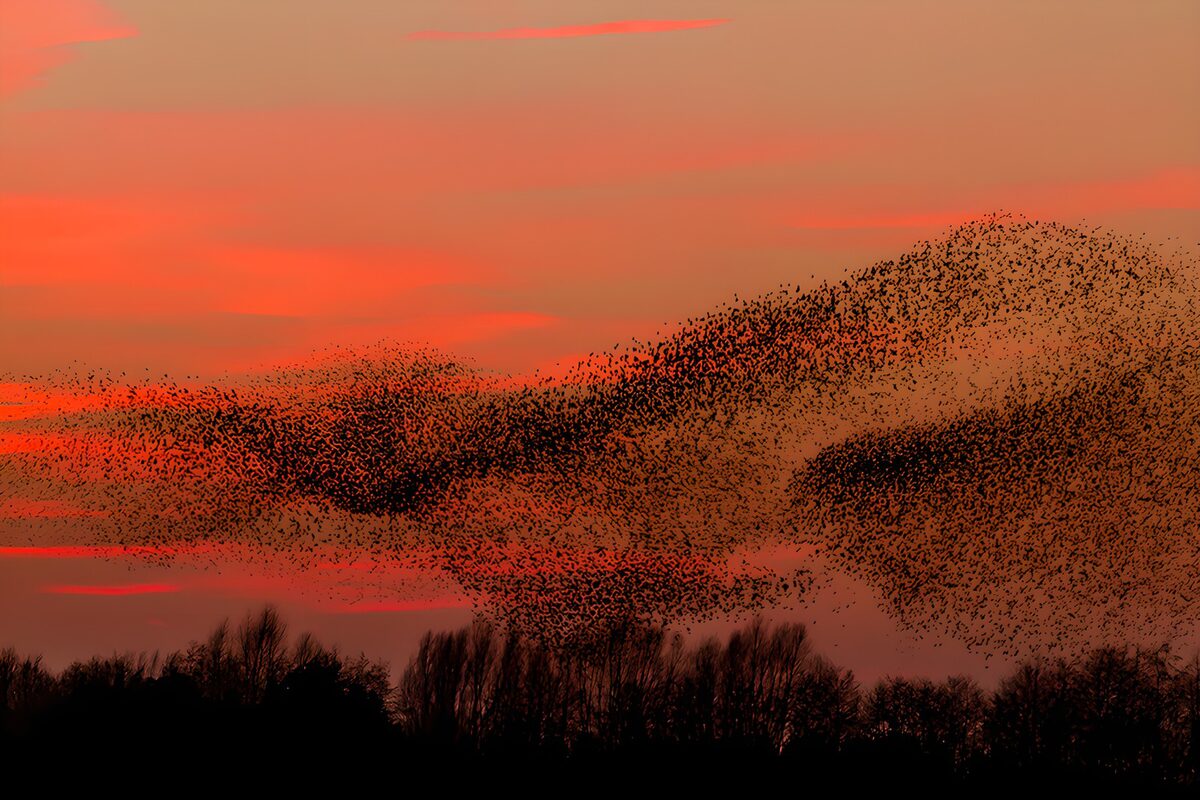 Sunset Dance of Starlings