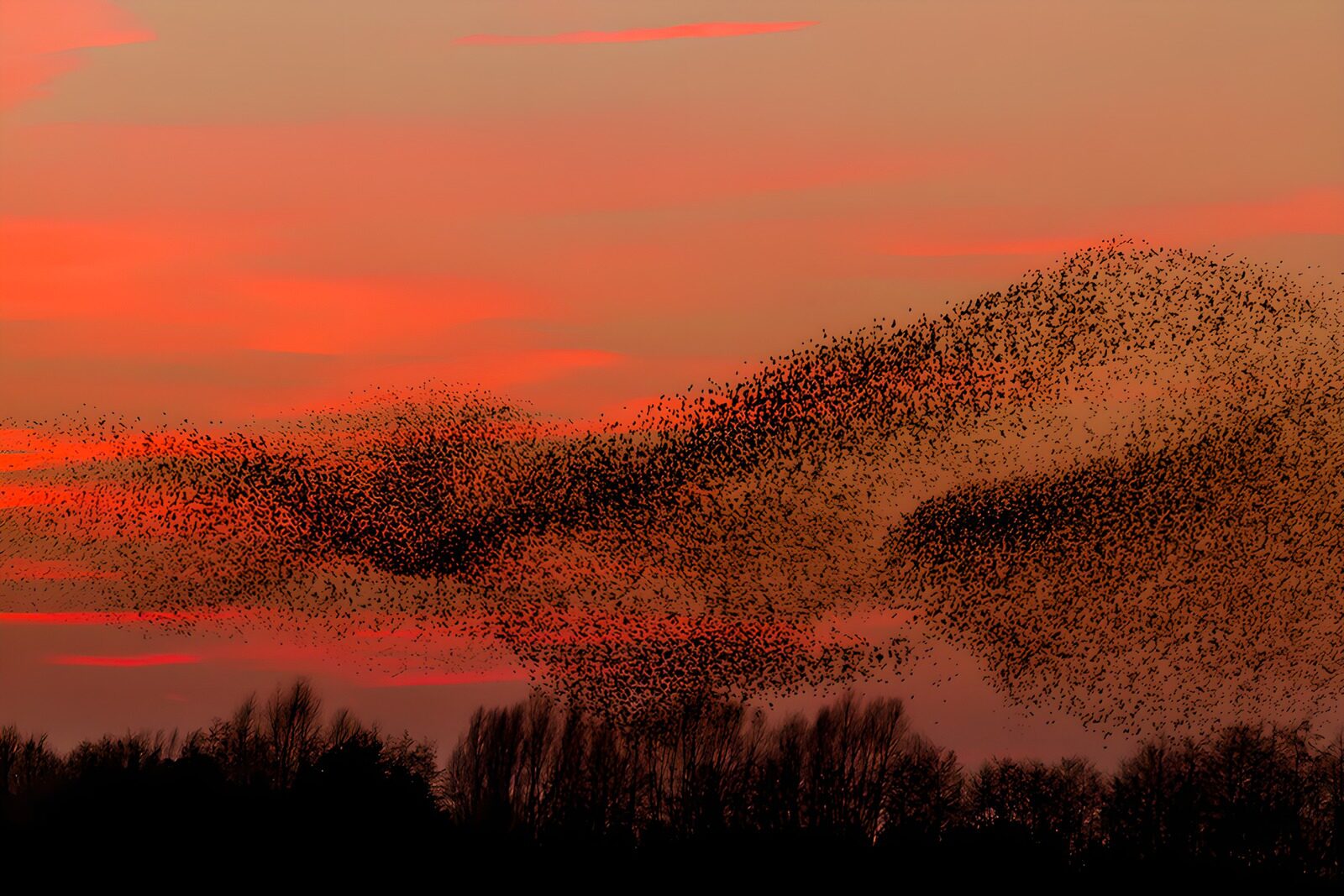 OCCOM1113968: Sunset Dance of Starlings