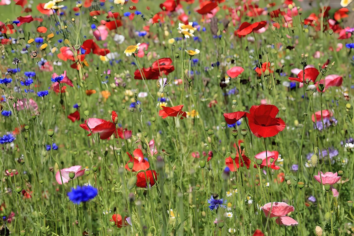 OCCOM3048660: Vibrant Wildflower Meadow