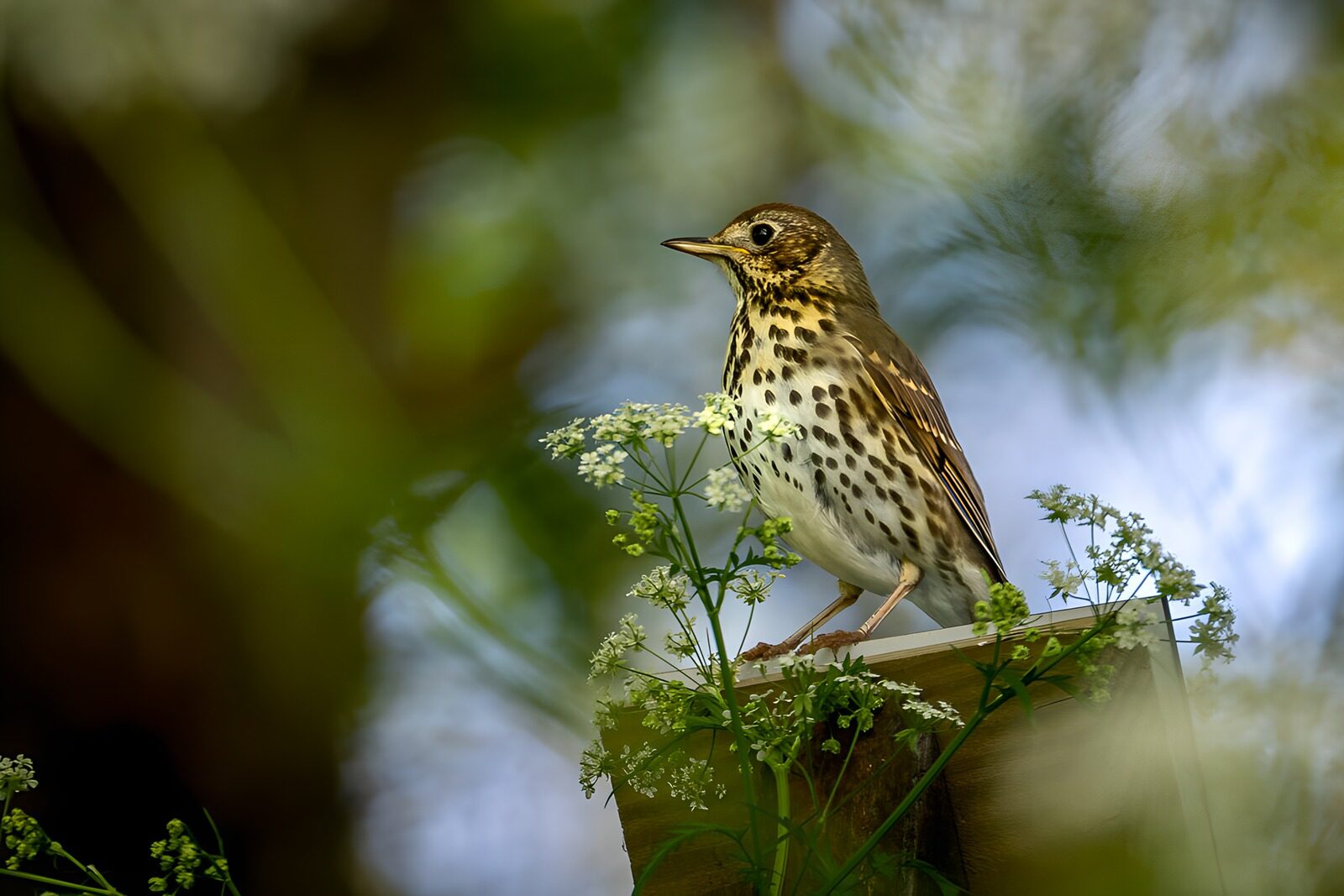 OCCOM8327276: Spotted Song Thrush on Perch