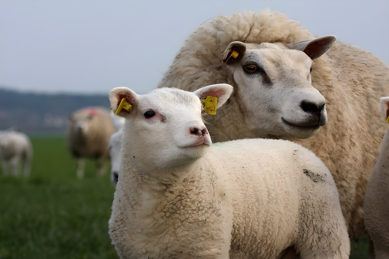 OCCOM7922623: Curious Lamb and Mother Sheep
