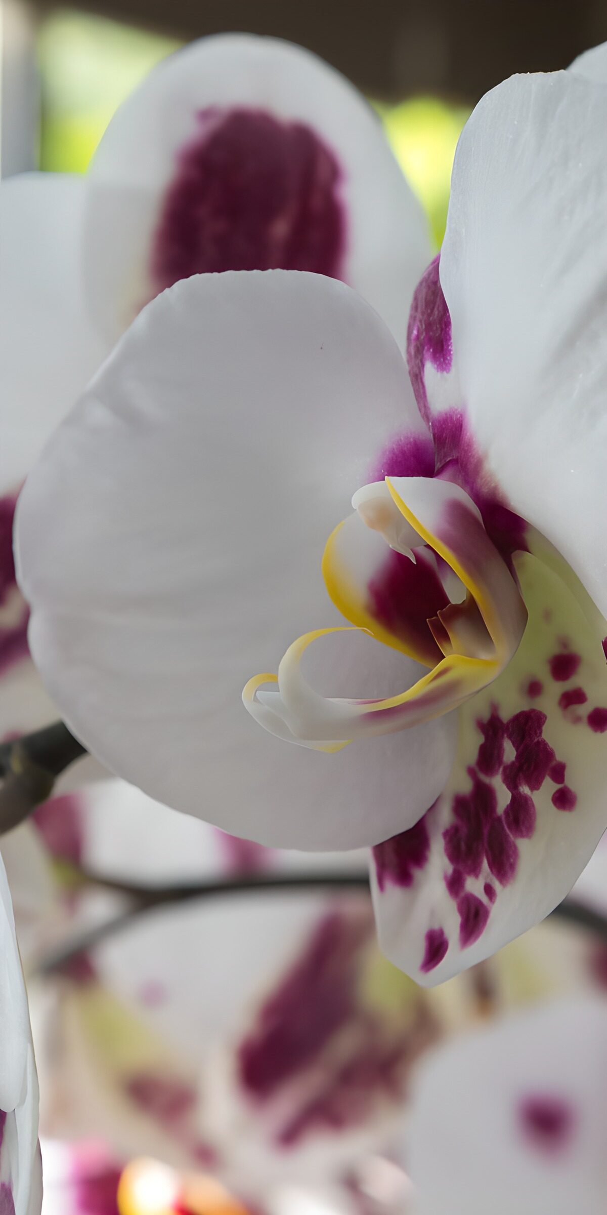 OCCOM7505209: Beautiful Orchid Bloom