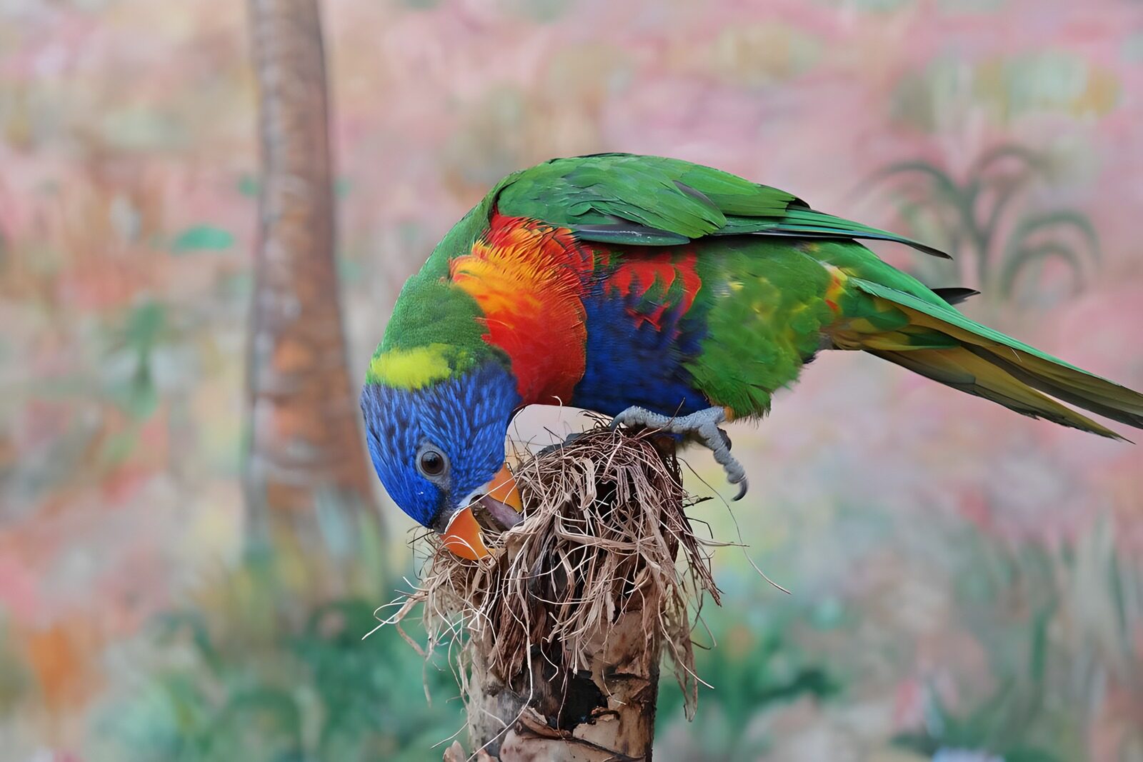 OCCOM4819326: Bright Rainbow Lorikeet Feeding