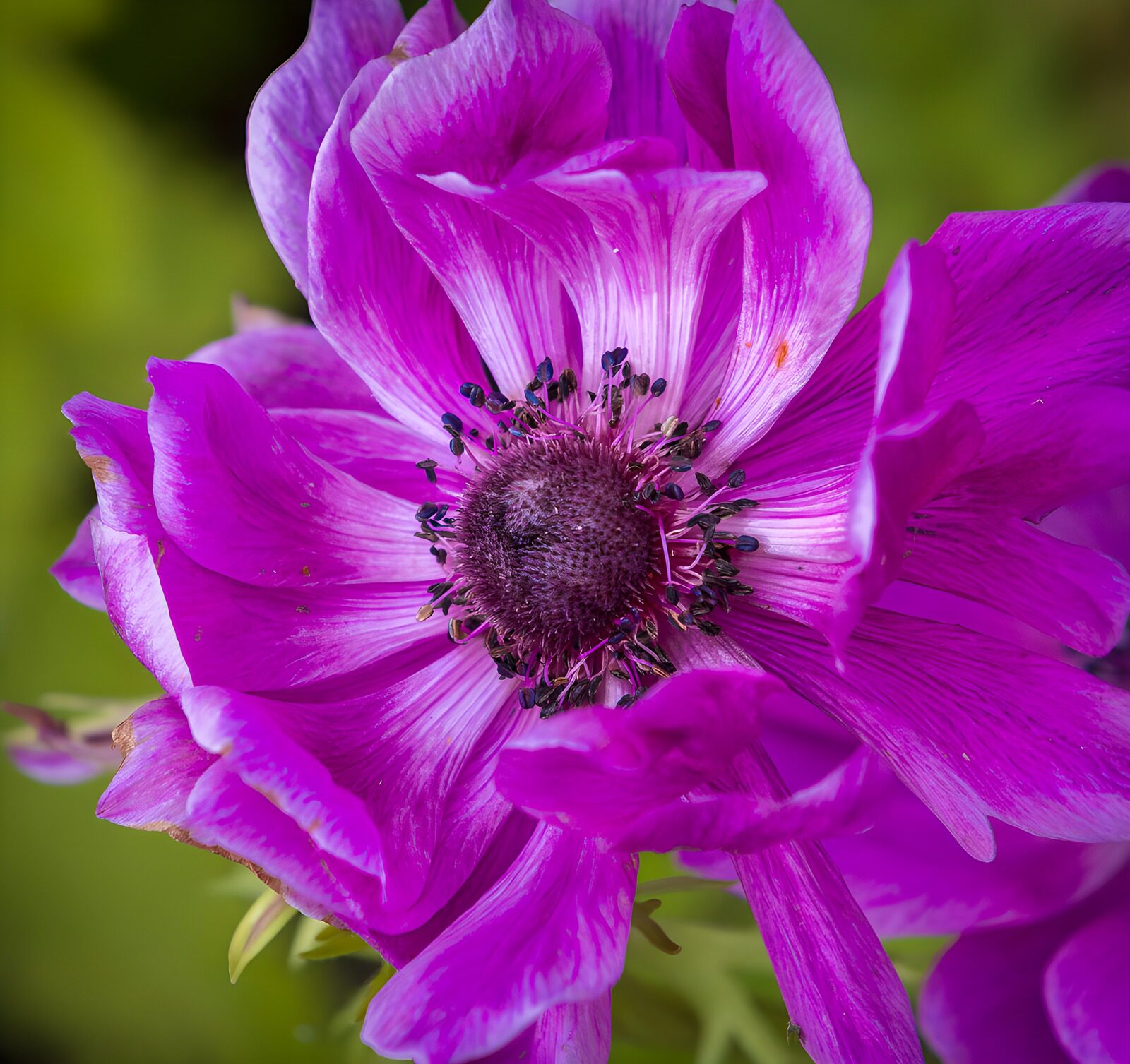 OCCOM6695038: Purple Flower Macro
