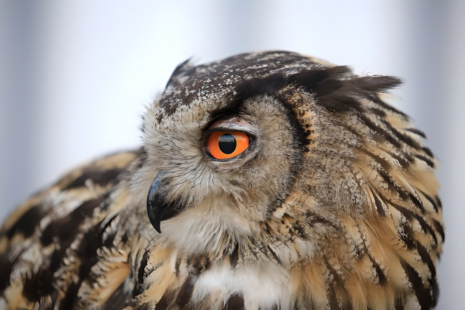 OCCOM1312466: Majestic Owl in Close-Up