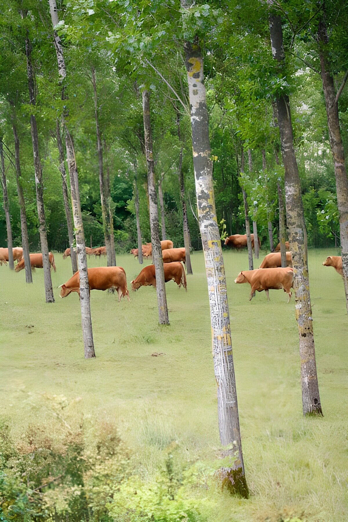 OCCOM7123703: Cattle Grazing Among Trees