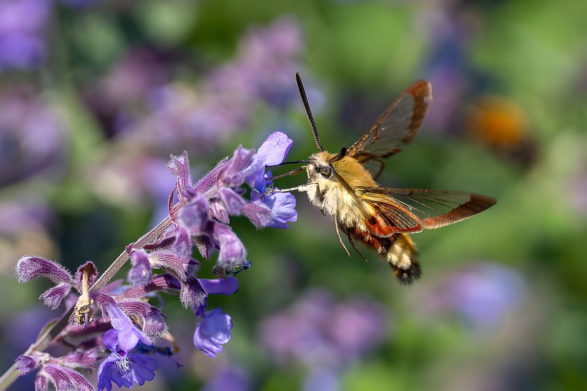 Hummingbird Moth Feeding on Purple Blossoms