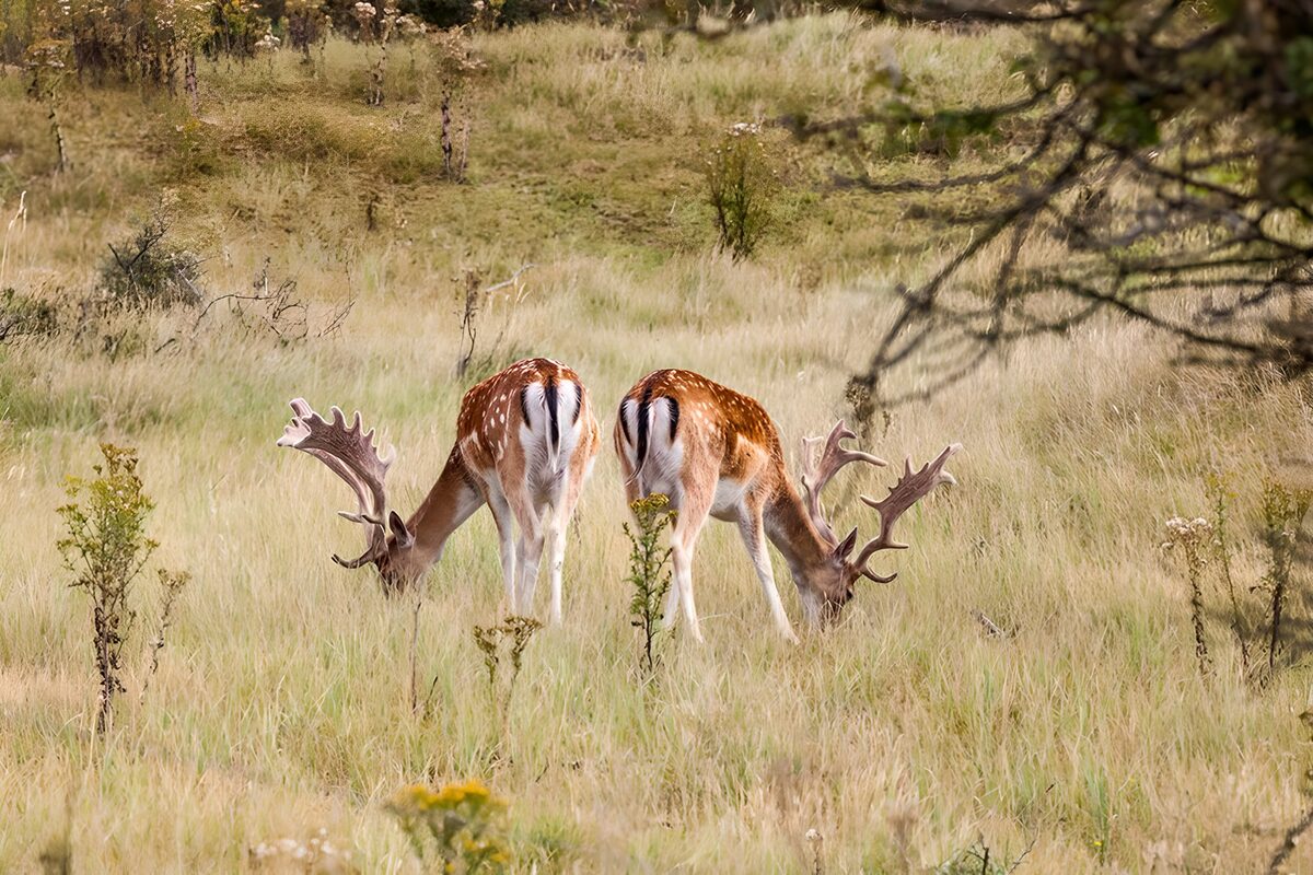Majestic Fallow Deer Grazing Together