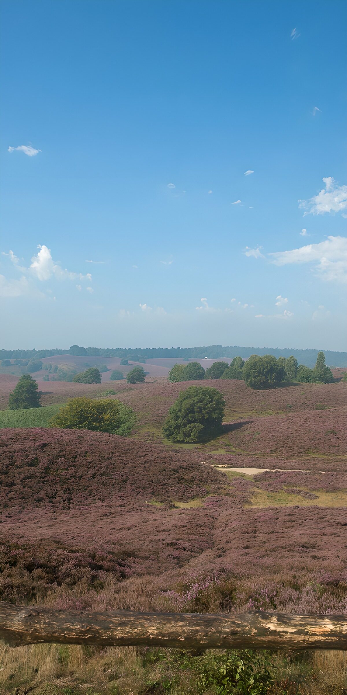 OCCOM8695929: Blooming Heather Landscape