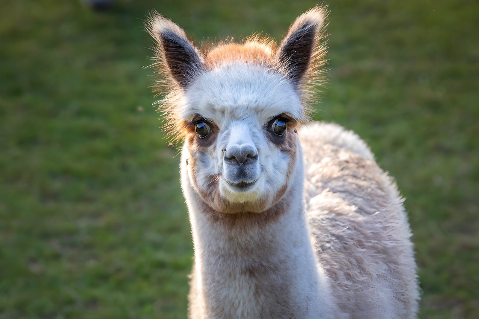 OCCOM3527510: Curious Alpaca on the Farm