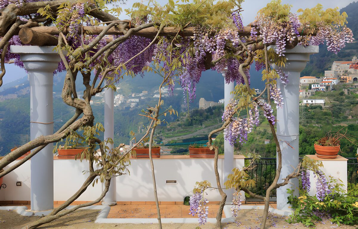 OCCOM8345581: Serene Wisteria Overlook