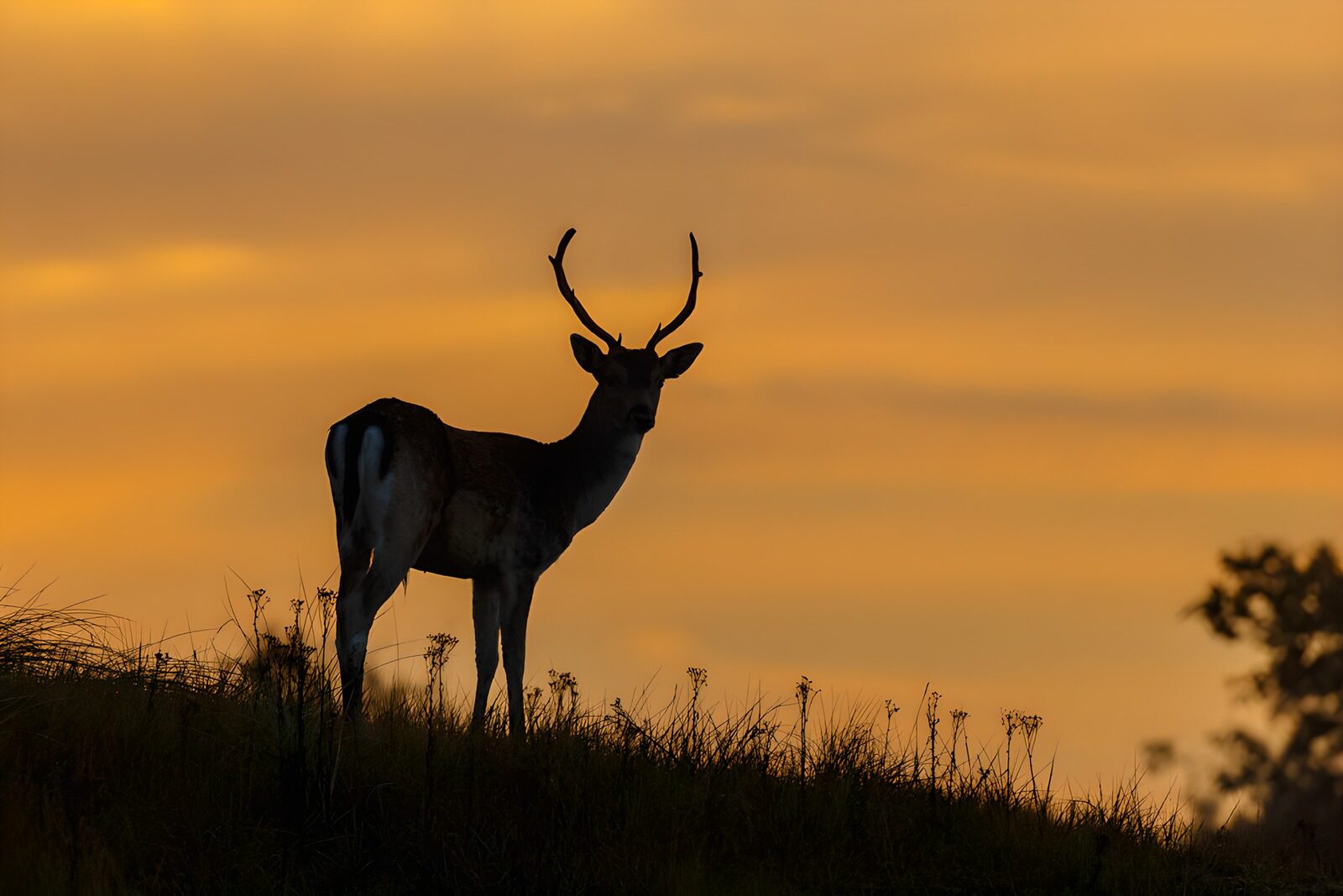 OCCOM2218775: Silhouette of a Deer at Sunset