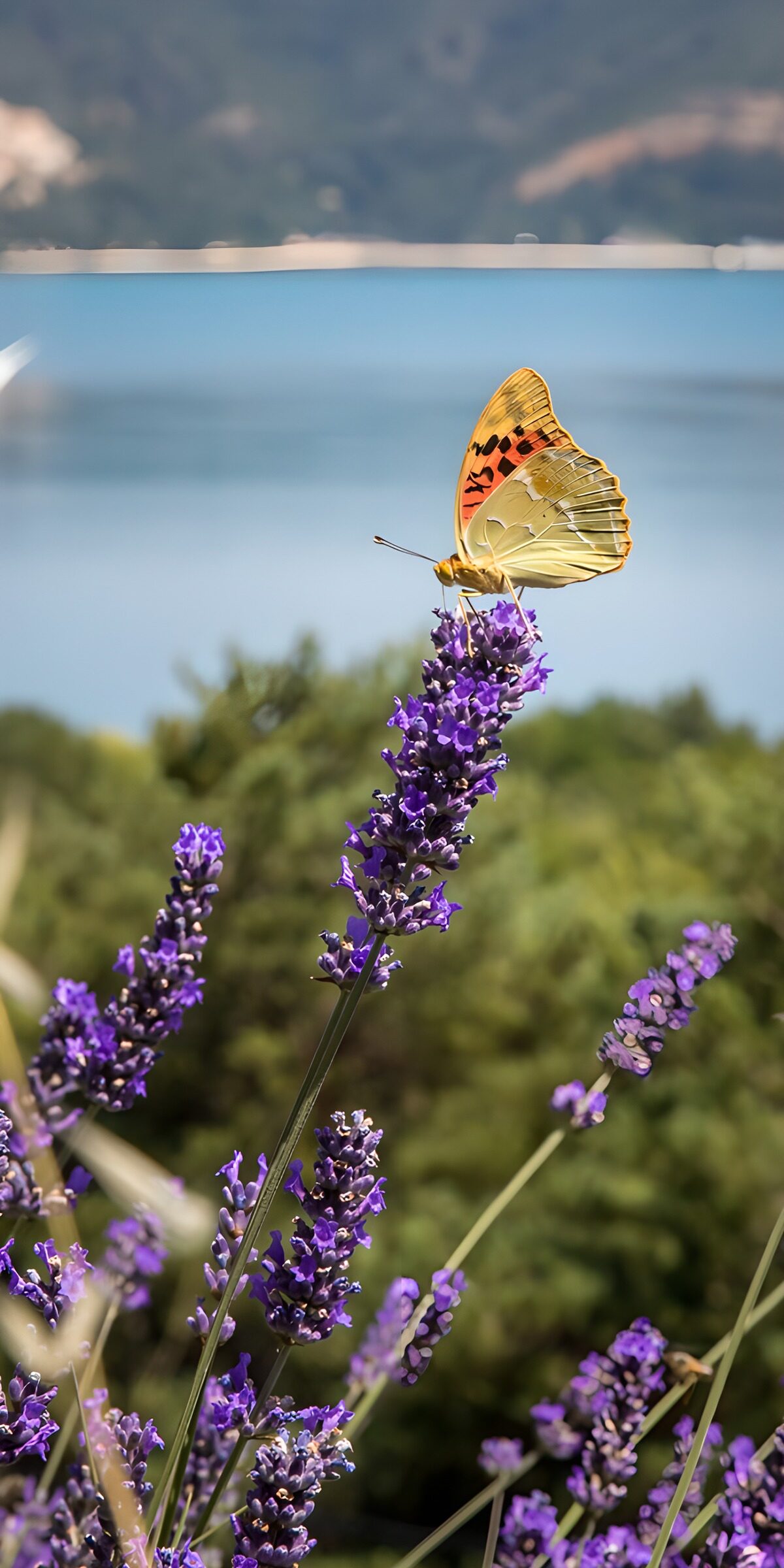 OCCOM4861078: Butterfly on Lavender Blooms