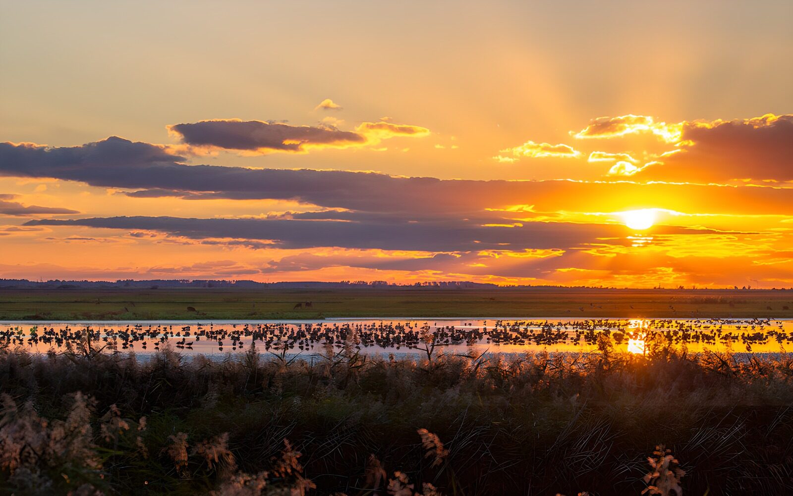 OCCOM8946213: Serene Sunset Over Wetlands