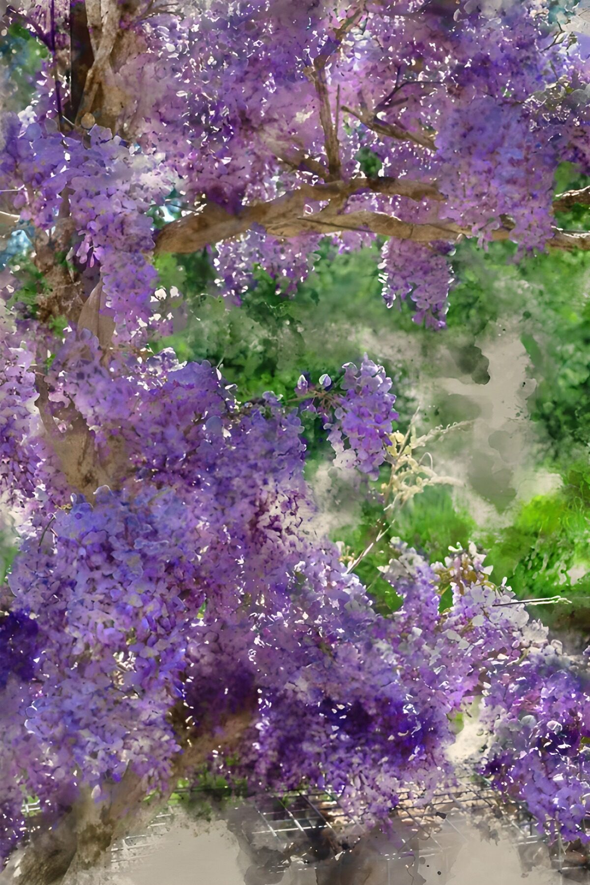 OCCOM4172649: Wisteria Blooms in Soft Focus