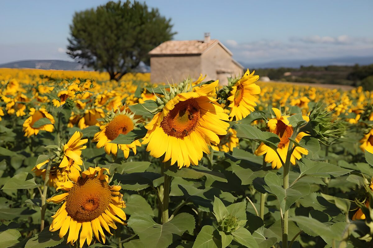 Vibrant Sunflower Field in Provence