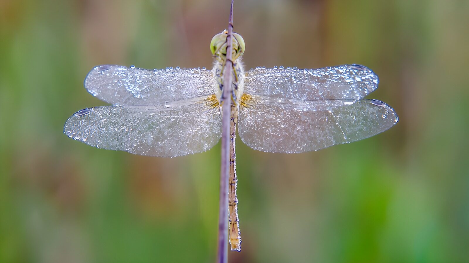 OCCOM1709526: Dew-Kissed Dragonfly in Morning Light