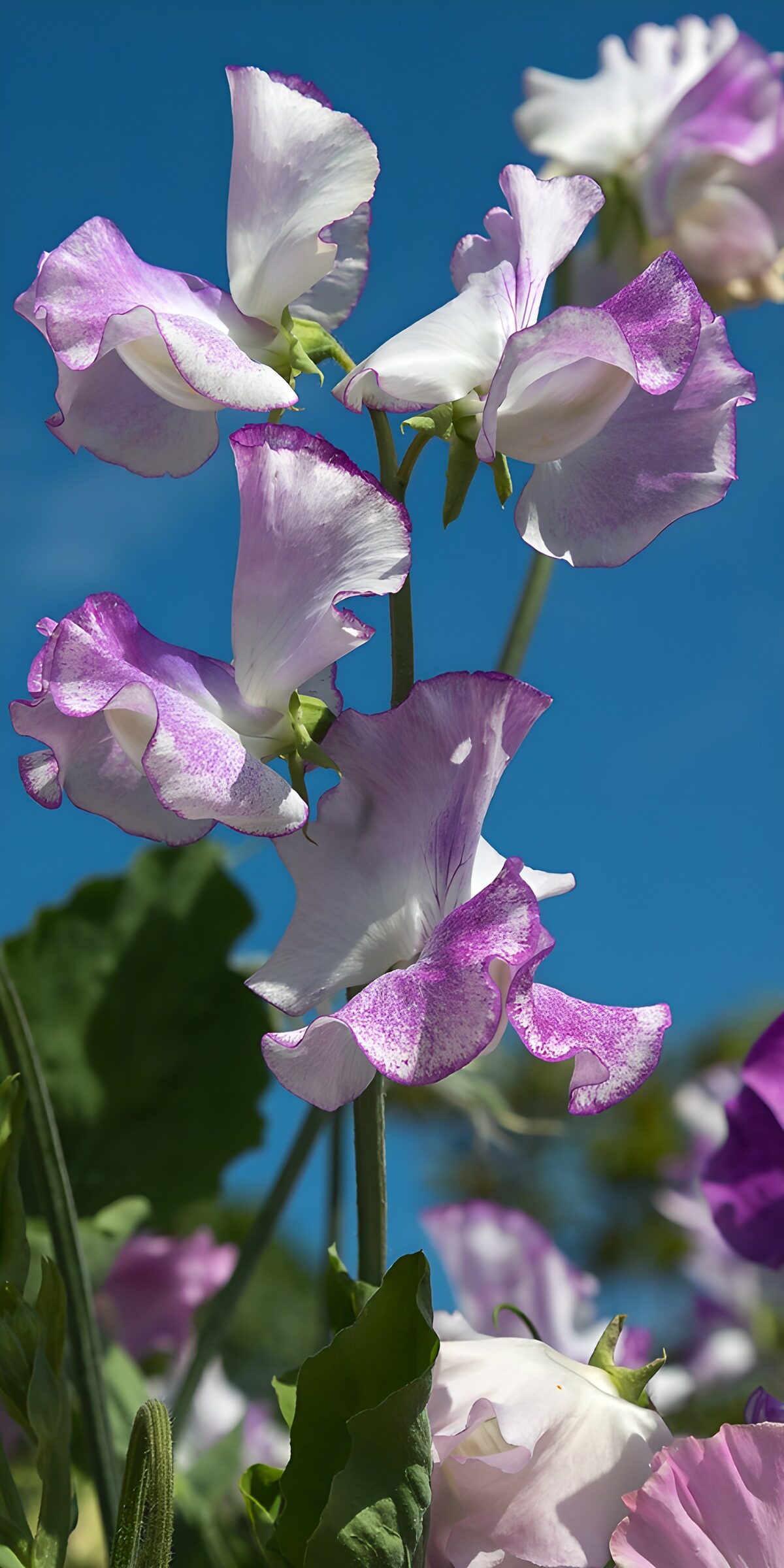 OCCOM3893323: Delicate Sweet Peas in Bloom