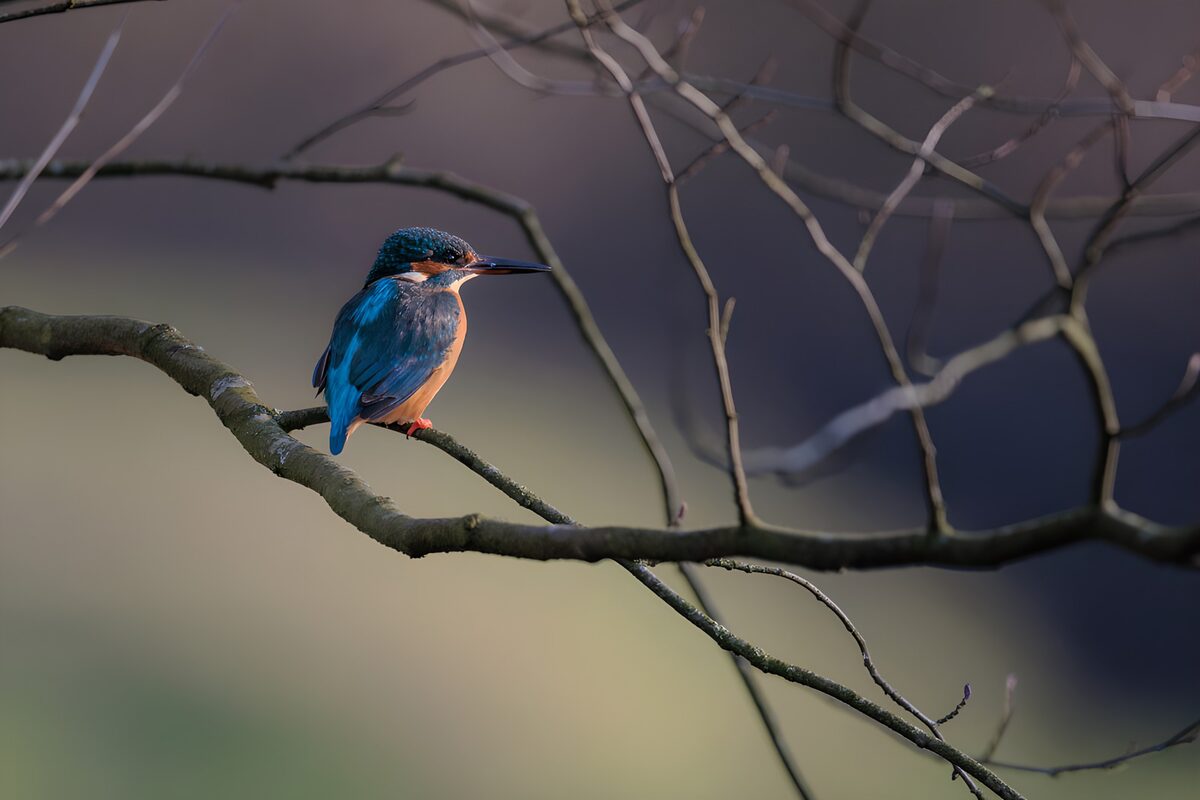 OCCOM1749550: Kingfisher on a Branch