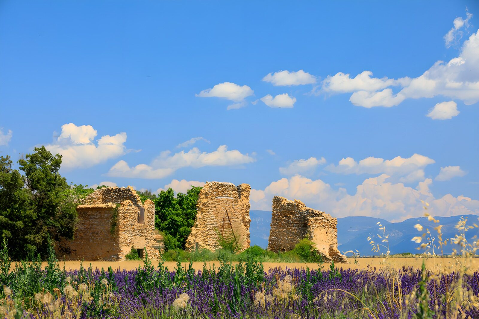 OCCOM2264974: Ancient Ruins Amidst Lavender Fields