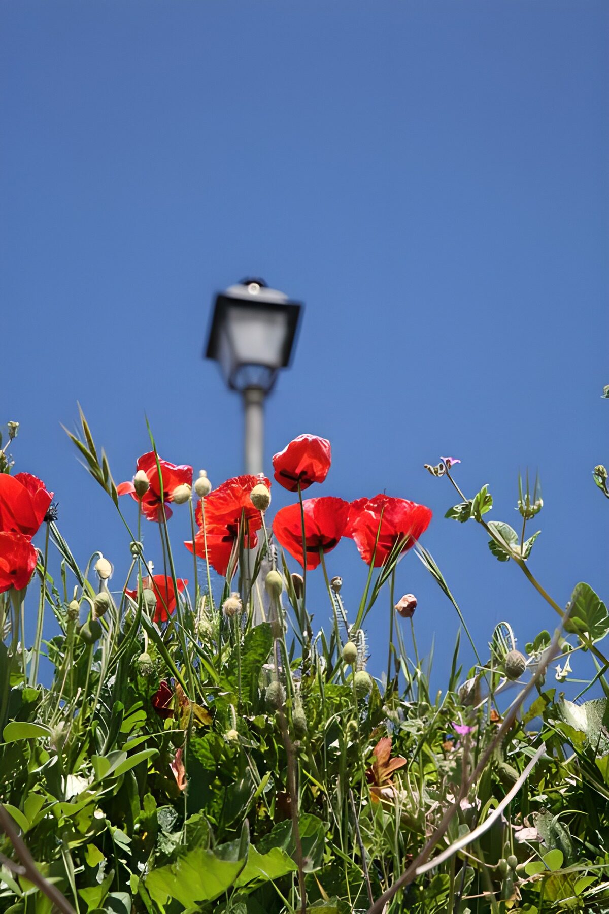 Red Poppies Under a Clear Sky