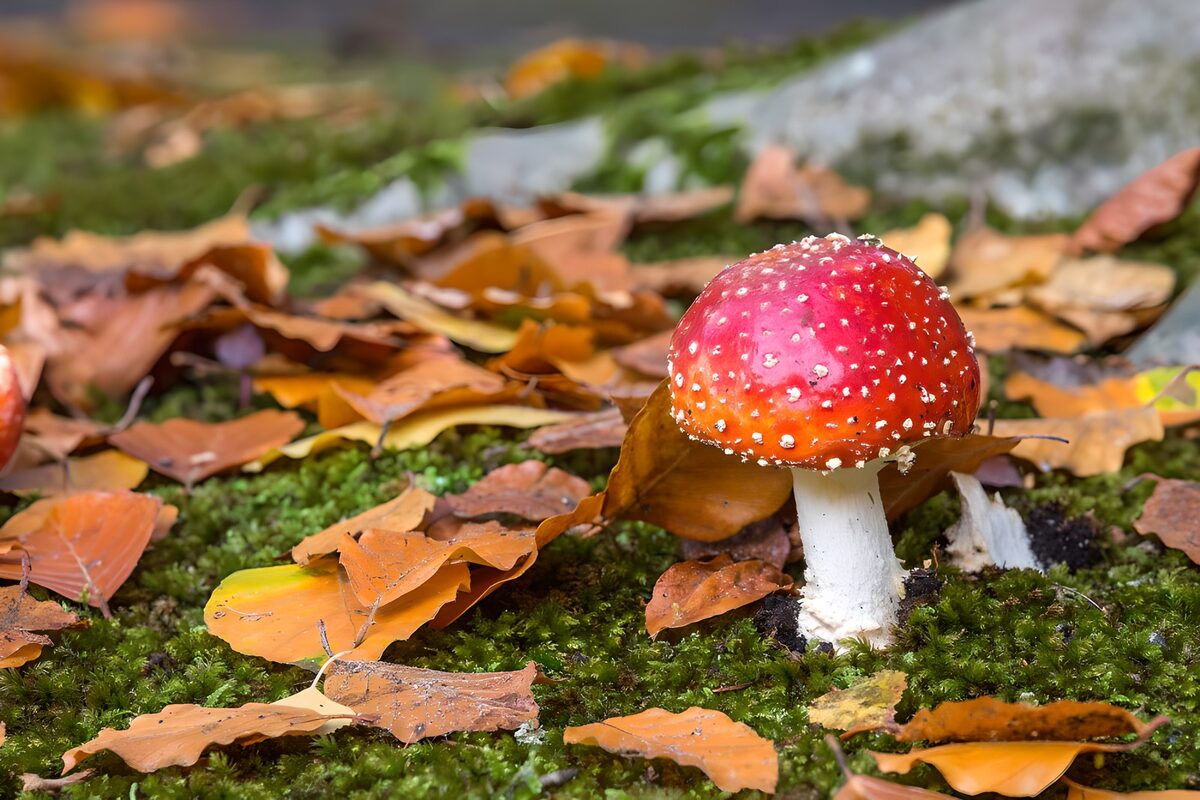 Vibrant Red Mushroom in Autumn Leaves