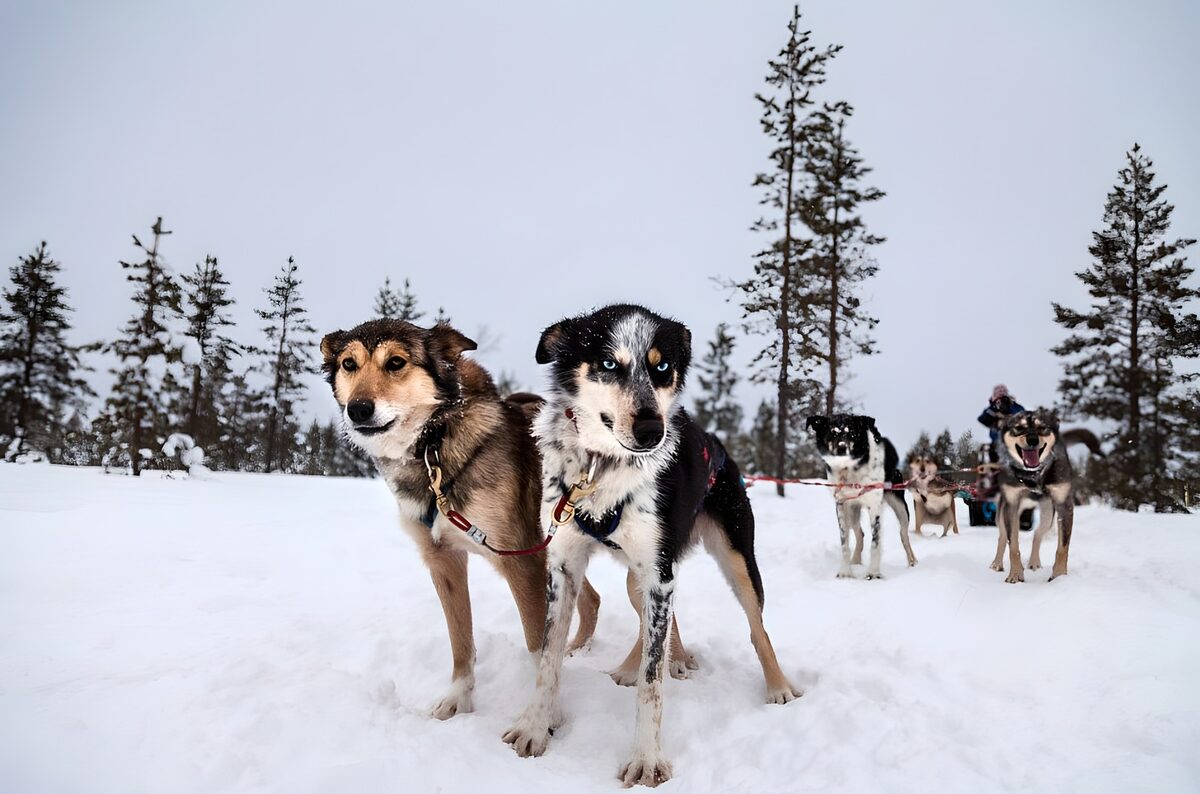 Energetic Sled Dogs in the Snow