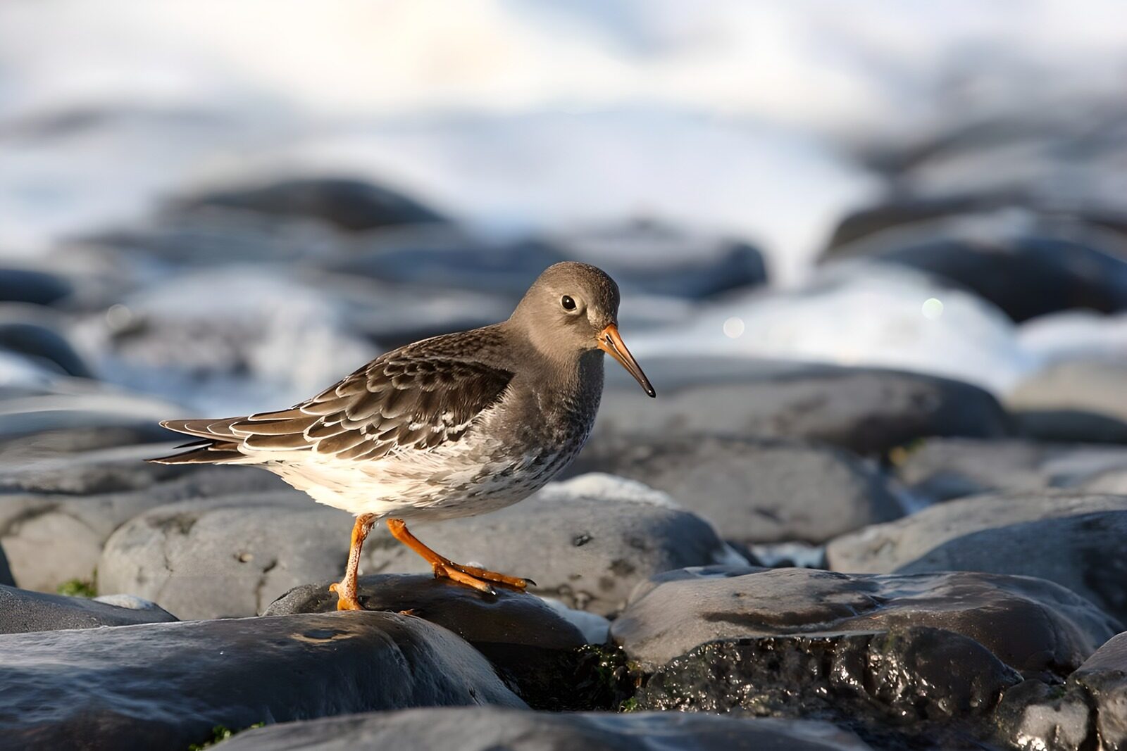 OCCOM8316510: Shorebird on Rocky Coastline