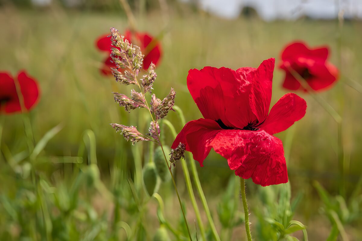 OCCOM2363548: Vibrant Red Poppies in Bloom