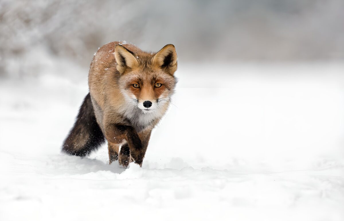 Fox in the Winter Snow