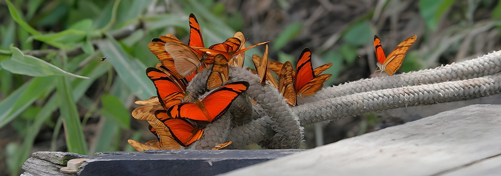 OCCOM9147274: Vibrant Orange Butterflies Gathering