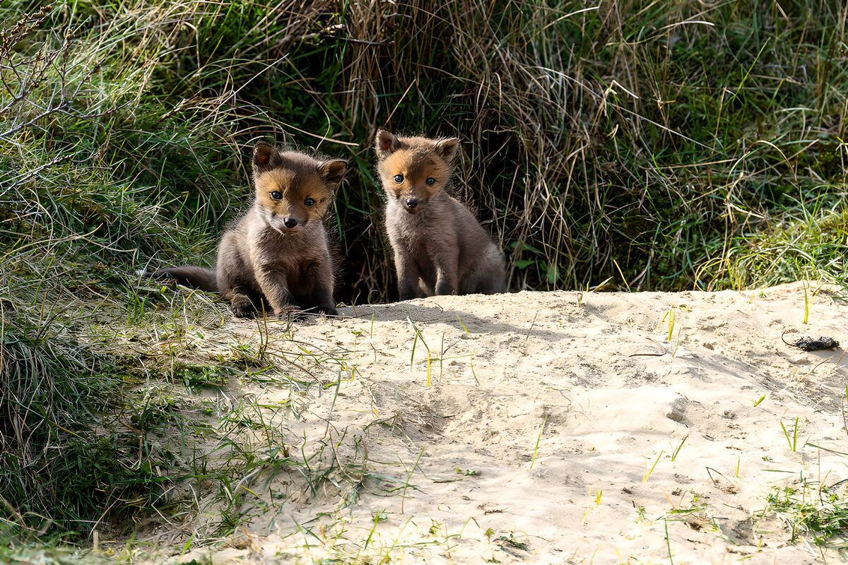 Playful Fox Cubs in Nature