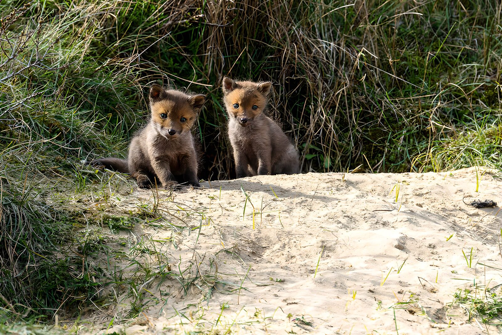OCCOM3186197: Playful Fox Cubs in Nature