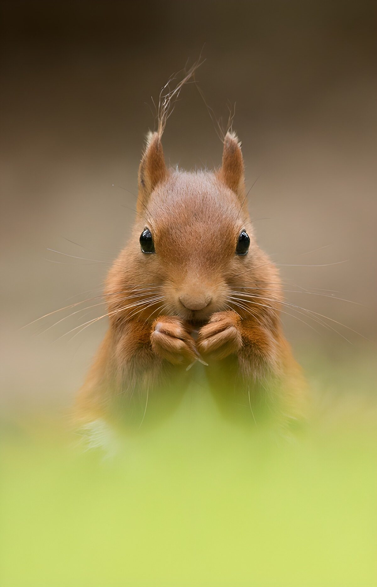 Curious Squirrel in Nature