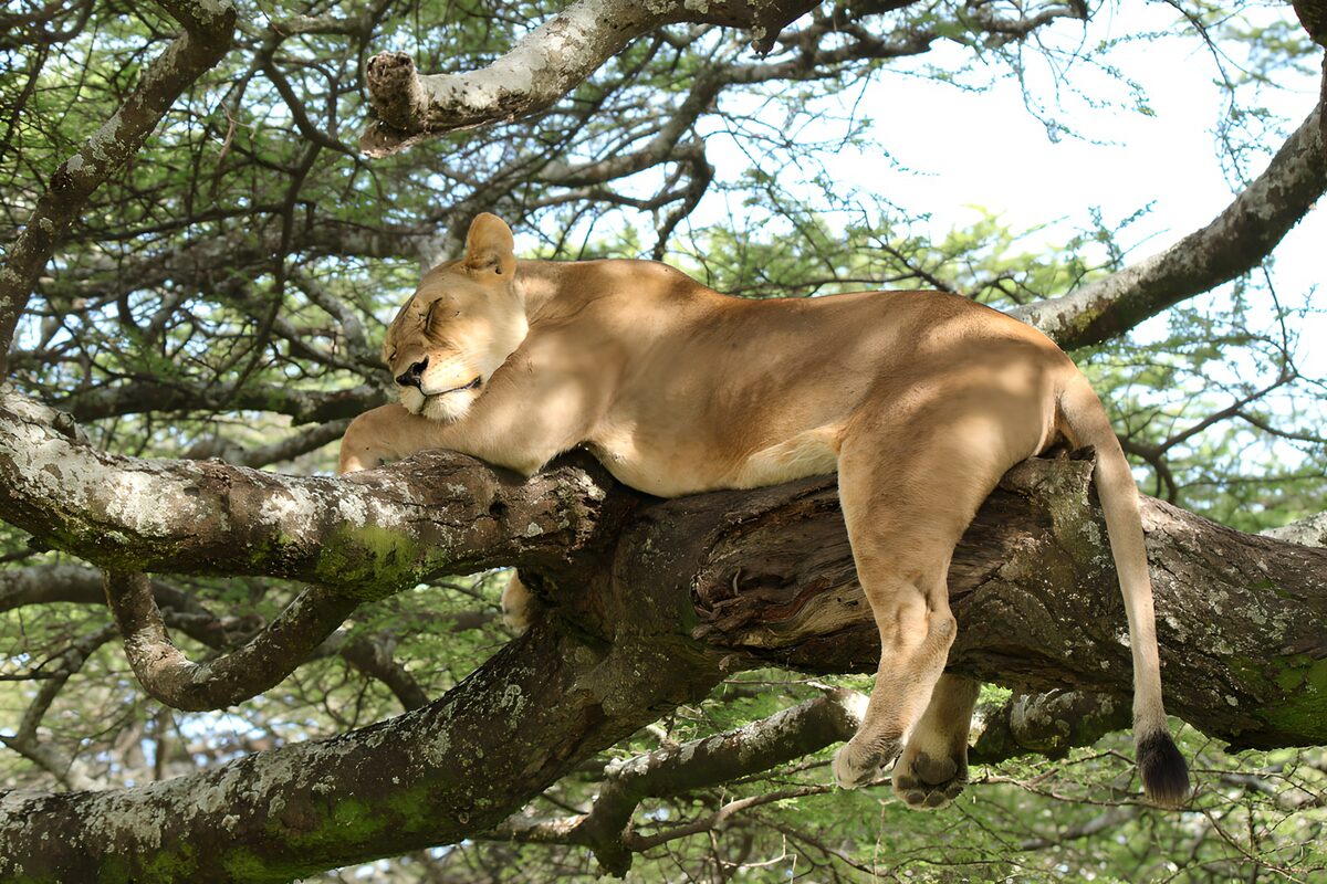 Lioness Relaxing on a Branch