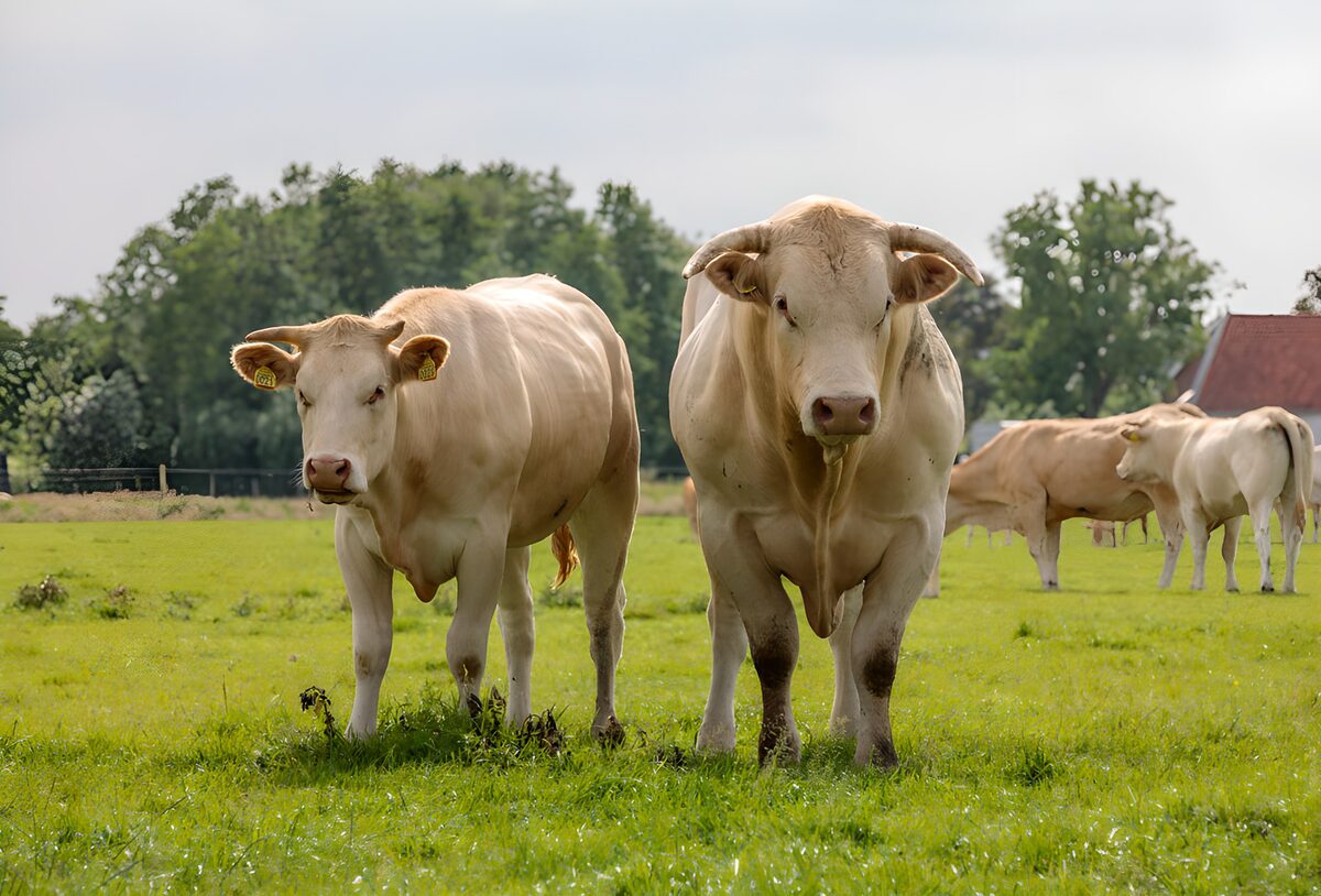 Peaceful Pasture Companions