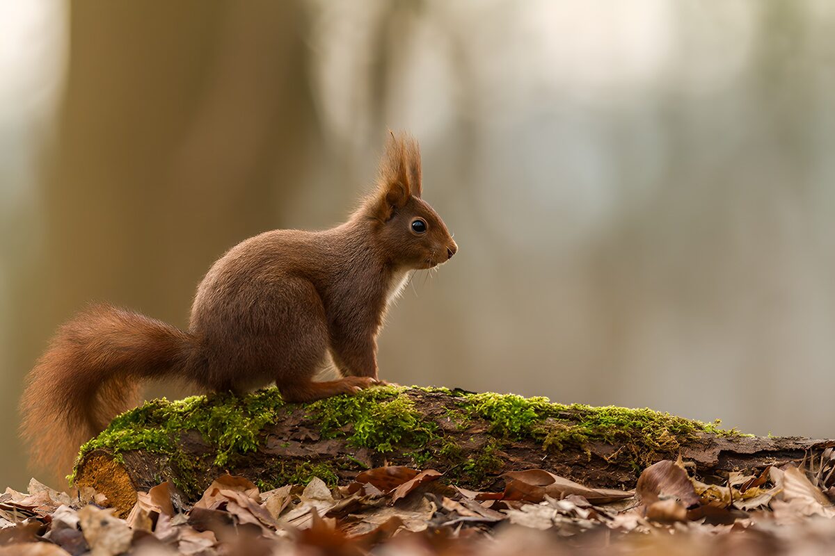 Alert Squirrel on a Mossy Log