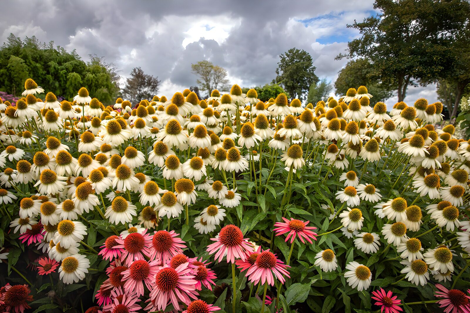 OCCOM7355085: Vibrant Blossom Garden Under Cloudy Skies