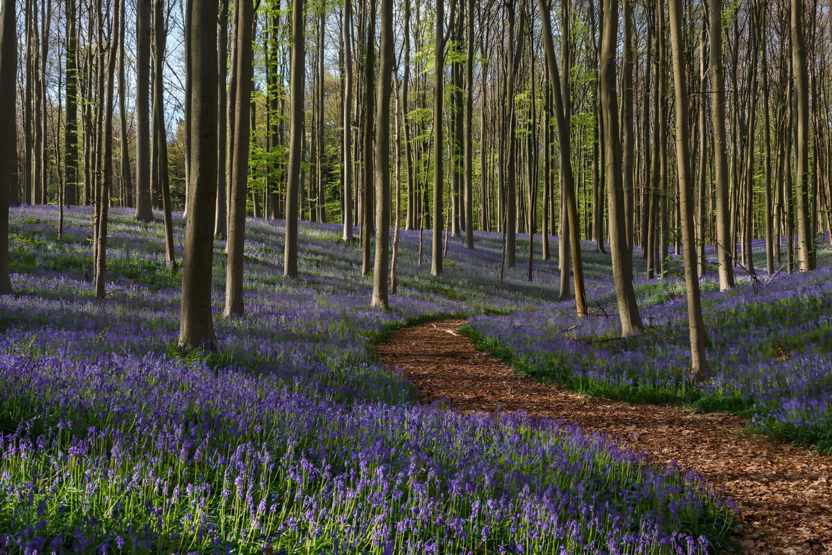 OCCOM3627207: Enchanted Bluebell Woods in Spring
