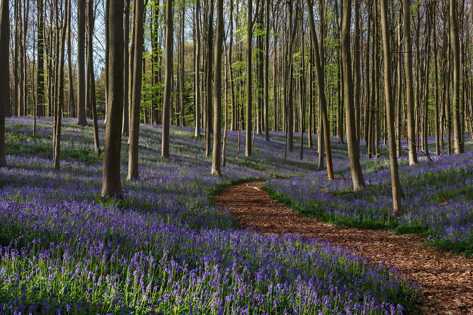 OCCOM3627207: Enchanted Bluebell Woods in Spring
