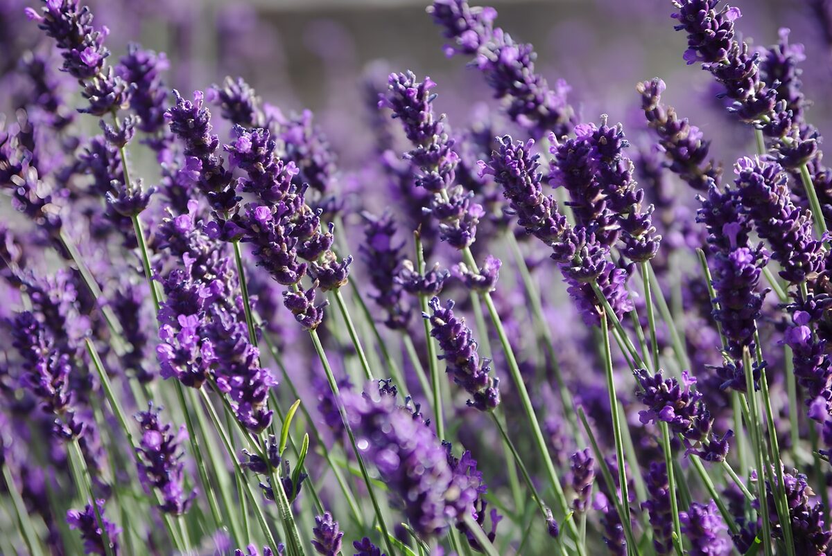 Lavender Fields in Bloom